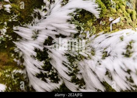 Chanctonbury Ring, Sussex, Großbritannien. 9. JANUAR 2021 vom Wind geformte Eiskristalle auf einem Baumstamm am South Downs Way in der Nähe von Chanctonbury R Stockfoto