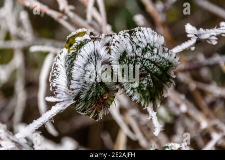 Chanctonbury Ring, Sussex, Großbritannien. 9. JANUAR 2021 vom Wind geformte Eiskristalle auf Bramble-Blättern auf dem South Downs Way in der Nähe von Chanctonbury Stockfoto