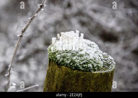 Chanctonbury Ring, Sussex, Großbritannien. 9. JANUAR 2021 Windgeblasene Eiskristalle bildeten sich auf Flechten an einem Zaunpfosten auf dem South Downs Way nahe dem Chanctonbury Ring Stockfoto