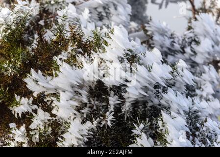 Chanctonbury Ring, Sussex, Großbritannien. 9. JANUAR 2021 vom Wind geformte Eiskristalle auf dem South Downs Way nahe dem Chanctonbury Ring in Sus Stockfoto