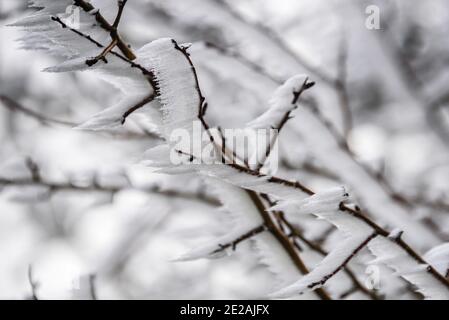 Chanctonbury Ring, Sussex, Großbritannien. 9. JANUAR 2021 vom Wind geformte Eiskristalle auf einem Dornbusch am South Downs Way in der Nähe von Chanctonbury R Stockfoto