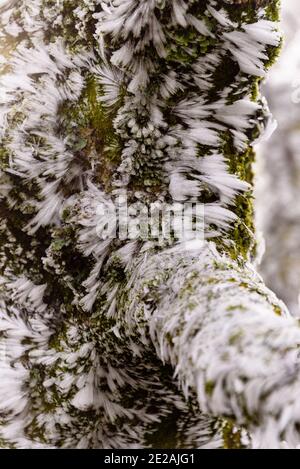Chanctonbury Ring, Sussex, Großbritannien. 9. JANUAR 2021 vom Wind geformte Eiskristalle auf einem Baumstamm am South Downs Way in der Nähe von Chanctonbury R Stockfoto