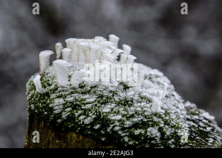Chanctonbury Ring, Sussex, Großbritannien. 9. JANUAR 2021 Windgeblasene Eiskristalle bildeten sich auf Flechten an einem Zaunpfosten auf dem South Downs Way nahe dem Chanctonbury Ring Stockfoto
