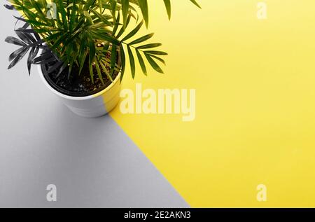 Tropische Palme in einem Topf mit freiem Platz, Textfeld. Flat Lay, Naturkonzept, Layout. Farben des Jahres 2021 grau und gelb Stockfoto