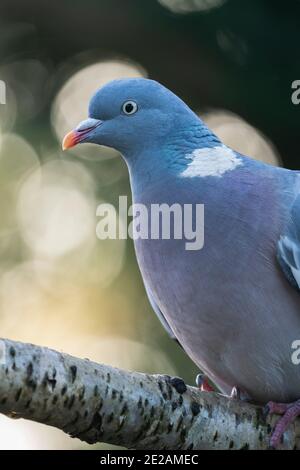 Wood Pigeon fotografiert in einem Garten in North Yorkshire Stockfoto