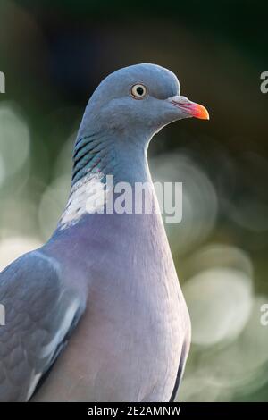 Wood Pigeon fotografiert in einem Garten in North Yorkshire Stockfoto