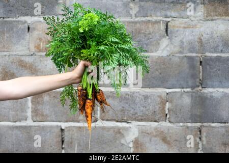 Weibliche Hand hält ein großes Bündel Karotten auf der Wand Hintergrund. Gemüsegarten-Konzept. Stockfoto