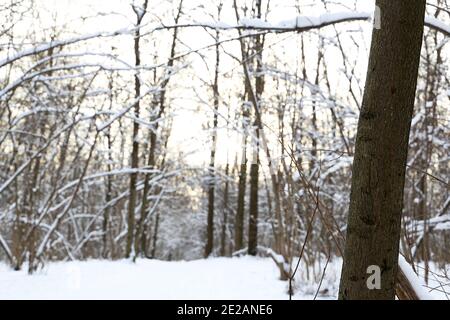 Winterwald, schneebedeckte Bäume im Sonnenlicht. Natur nach Schneefall, kaltes Wetter Stockfoto