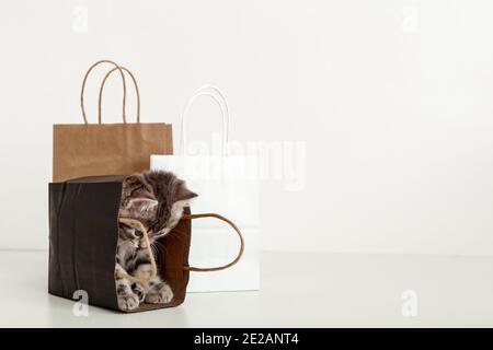 Kleine tabby Kätzchen versteckt sich in Papier Einkaufstasche. Verkauf Kauf Konzept in valentinstag . Katze in Versandtaschen mit Kopierplatz auf weißem Hintergrund. Stockfoto