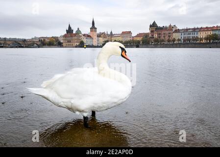 Prag, Tschechische Republik - 10. Oktober 2020: Wunderschöne Aussicht von unten auf die alte Karlsbrücke, die Moldau-Böschung und Schwan aus nächster Nähe, dramatischer Himmel Stockfoto