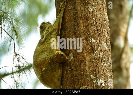 Malayischer fliegender Lemur oder Malayischer Colugo (Galeopterus variegatus) mit Baby in der Muttermembran. Langkawi, Malaysia Stockfoto