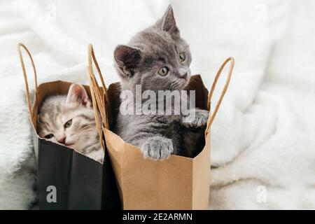 Entzückende kleine tabby Kätzchen verstecken sich in Papier Einkaufstaschen. Katze sieht aus dem Papiersack. Geschenk am valentinstag Kätzchen in Paket Überraschung. Verkauf Stockfoto