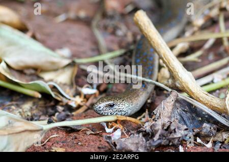 Slow-Worm (Anguis fragilis) mit blauen Markierungen, UK Garten. Stockfoto