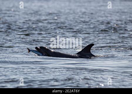 Tümmler (Tursiops Trunchates), die im Moray Firth in den schottischen Highlands an wildem Atlantischen Lachs schnappen. Stockfoto