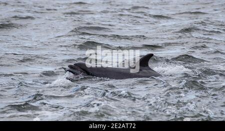 Tümmler (Tursiops Trunchates), die im Moray Firth in den schottischen Highlands an wildem Atlantischen Lachs schnappen. Stockfoto