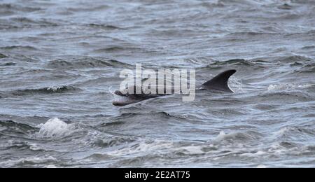 Tümmler (Tursiops Trunchates), die im Moray Firth in den schottischen Highlands an wildem Atlantischen Lachs schnappen. Stockfoto