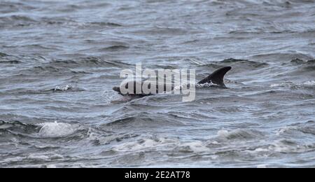 Tümmler (Tursiops Trunchates), die im Moray Firth in den schottischen Highlands an wildem Atlantischen Lachs schnappen. Stockfoto