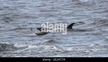 Tümmler (Tursiops Trunchates), die im Moray Firth in den schottischen Highlands an wildem Atlantischen Lachs schnappen. Stockfoto