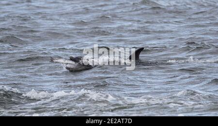 Große Tümmler (Tursiops truncates) des Moray Firth in den schottischen Highlands. Stockfoto