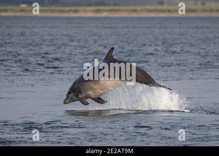 Brüchende Tümmler (Tursiops Trunkates) in den Gewässern des Moray Firth in den schottischen Highlands. Stockfoto