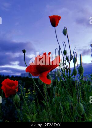 Rote Mohnblumen auf einer Wiese vor einem wolkigen blauen Himmel Bei Sonnenuntergang Stockfoto
