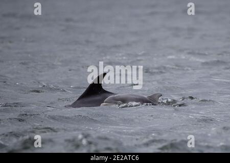 Große Tümmler (Tursiops truncates) des Moray Firth in den schottischen Highlands. Stockfoto