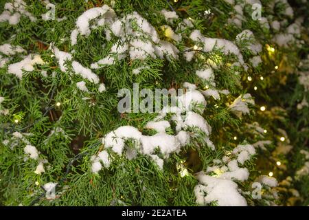 Girlande auf einem Weihnachtsbaum im Schnee, Fotografie bei Nacht. Konzept der Weihnachtsferien. Hochwertige Fotos Stockfoto