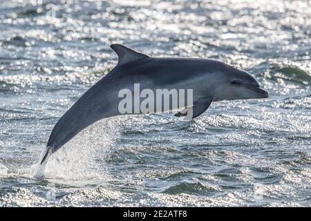 Dolphin Kalb (Tursiops Trunchates) - Moray Firth in den schottischen Highlands. Stockfoto