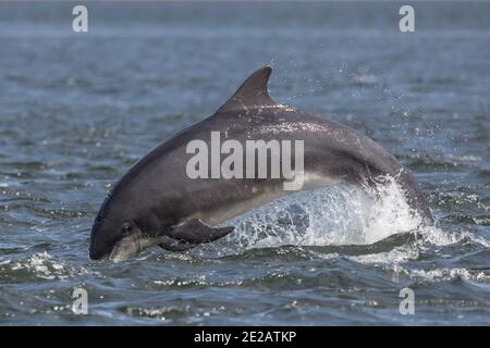 Brüchende Tümmler (Tursiops Trunkates) in den Gewässern des Moray Firth in den schottischen Highlands. Stockfoto