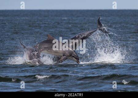 Brüchende Tümmler (Tursiops Trunkates) in den Gewässern des Moray Firth in den schottischen Highlands. Stockfoto