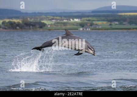 Brüchende Tümmler (Tursiops Trunkates) in den Gewässern des Moray Firth in den schottischen Highlands. Stockfoto