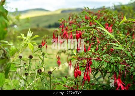 Wildblume Fuchsia wächst in der Grafschaft Donegal - Irland. Stockfoto