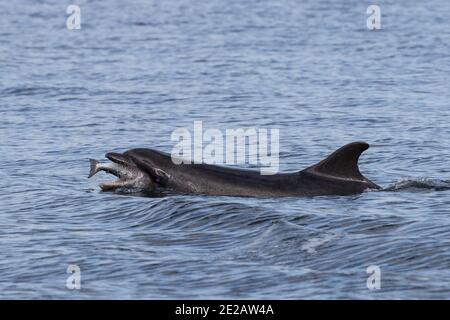 Tümmler (Tursiops Trunchates), die im Moray Firth in den schottischen Highlands an wildem Atlantischen Lachs schnappen. Stockfoto