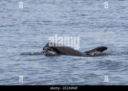 Tümmler (Tursiops Trunchates), die im Moray Firth in den schottischen Highlands an wildem Atlantischen Lachs schnappen. Stockfoto