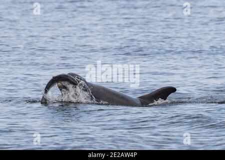 Tümmler (Tursiops Trunchates), die im Moray Firth in den schottischen Highlands an wildem Atlantischen Lachs schnappen. Stockfoto