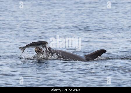 Tümmler (Tursiops Trunchates), die im Moray Firth in den schottischen Highlands an wildem Atlantischen Lachs schnappen. Stockfoto