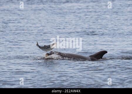 Tümmler (Tursiops Trunchates), die im Moray Firth in den schottischen Highlands an wildem Atlantischen Lachs schnappen. Stockfoto