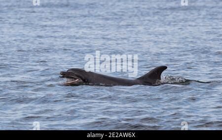 Tümmler (Tursiops Trunchates), die im Moray Firth in den schottischen Highlands an wildem Atlantischen Lachs schnappen. Stockfoto