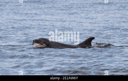 Tümmler (Tursiops Trunchates), die im Moray Firth in den schottischen Highlands an wildem Atlantischen Lachs schnappen. Stockfoto