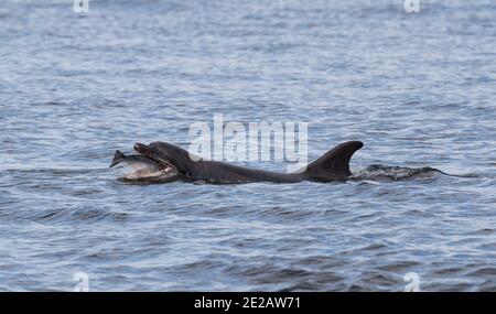 Tümmler (Tursiops Trunchates), die im Moray Firth in den schottischen Highlands an wildem Atlantischen Lachs schnappen. Stockfoto