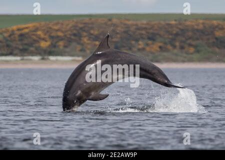 Brüchende Tümmler (Tursiops Trunkates) in den Gewässern des Moray Firth in den schottischen Highlands. Stockfoto