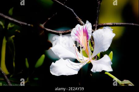 Foto einer weißen Ban Blume im Frühling in bergigen Vietnam Stockfoto