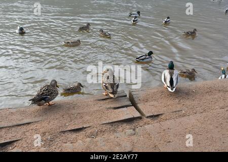 3 Enten in einer Reihe an der Flussseite gehen Um mit vielen anderen Enten ins Wasser zu kommen Stockfoto