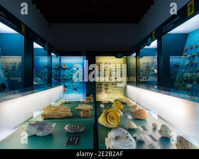 Innenansicht der Exponate im Museu Balear de Ciencies Naturals oder Naturkundemuseum in Soller Mallorca Balearen Spanien. Stockfoto