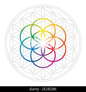 Regenbogenfarben Samen des Lebens in grau Blume des Lebens. Geometrische Figuren und spirituelle Symbole der Heiligen Geometrie. Stockfoto