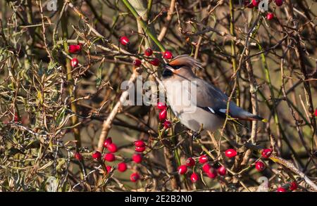 Wachsflügel Bombycilla garrulus Fütterung in den Dünen von hoek V holland in den niederlanden Stockfoto