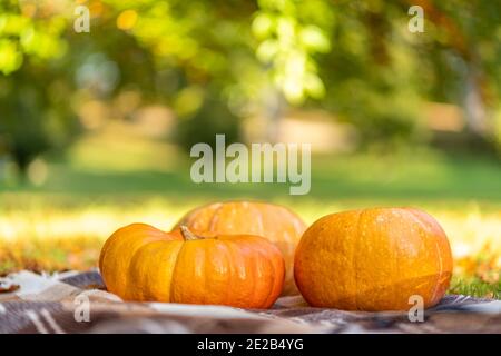 Wolldecke und Kürbis im Freien im Park im Herbst Stockfoto