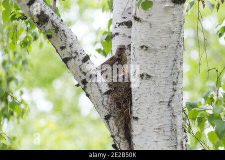 Vogel-und Singdrossel Küken auf einem Baum unter den Verzweigungen Stockfoto