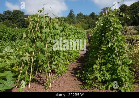 Home gezüchtet Bio-Erbe Klettern Grüne französische Bohnen (Phaseolus vulgaris) Über einen Bamboo Cane Wigwam auf einer Zuteilung in Ein Gemüsegarten Stockfoto