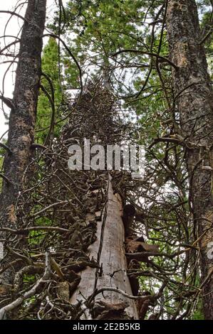 Vertikale Aufnahme eines Baumes mit verwickeltem Ästen Stockfoto
